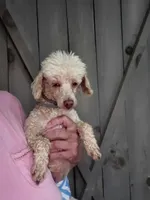 Poodle Doodle, a male Poodle - Miniature  for sale in Maryville, TN – Photo 2 of 10