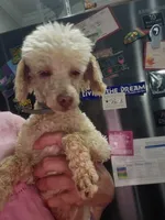 Poodle Doodle, a male Poodle - Miniature  for sale in Maryville, TN – Photo 3 of 10