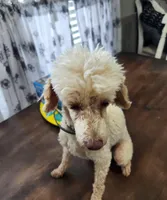 Poodle Doodle, a male Poodle - Miniature  for sale in Maryville, TN – Photo 5 of 10