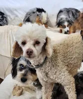 Poodle Doodle, a male Poodle - Miniature  for sale in Maryville, TN – Photo 10 of 10