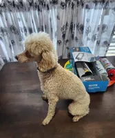 Poodle Doodle, a male Poodle - Miniature  for sale in Maryville, TN – Photo 9 of 10