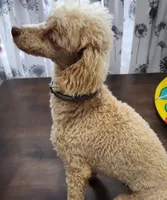 Poodle Doodle, a male Poodle - Miniature  for sale in Maryville, TN – Photo 1 of 10