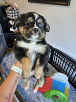 Hot Chocolate , a male Toy Australian Shepherd for sale in Maryville, TN – 1 of 10