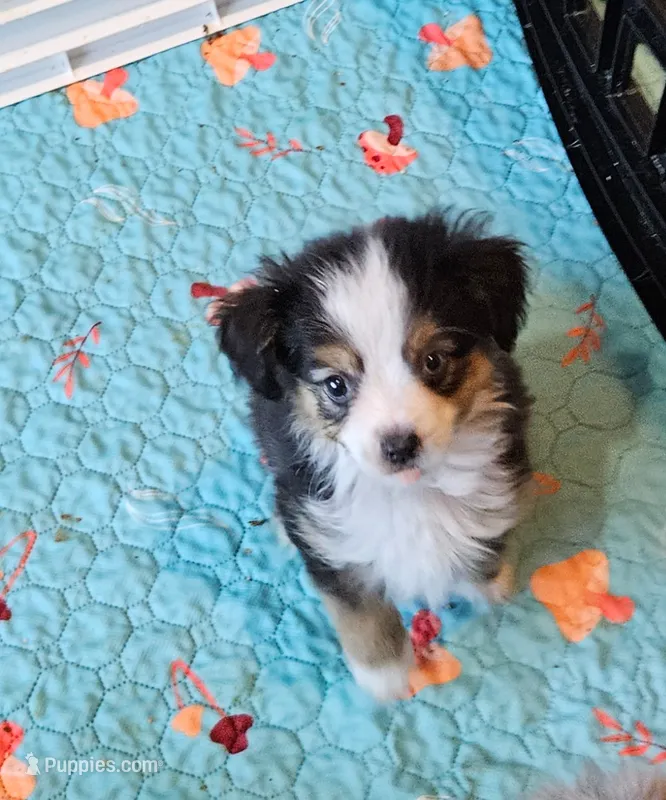 Copper – Toy Australian Shepherd puppy for sale in Maryville, TN