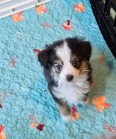 Copper, a male Toy Australian Shepherd for sale in Maryville, TN – 1 of 10
