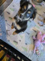 Leaves , a male Toy Australian Shepherd for sale in Maryville, TN – 10 of 10
