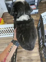 Rainie, a female Toy Australian Shepherd for sale in Maryville, TN – 10 of 10