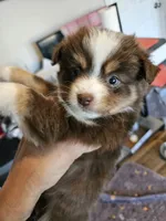 Jelly, a female Toy Australian Shepherd for sale in Maryville, TN – 6 of 10
