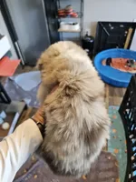 PeanutButter, a female Toy Australian Shepherd for sale in Maryville, TN – 4 of 10