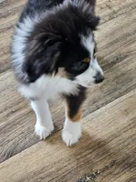 BooBear, a female Toy Australian Shepherd for sale in Maryville, TN – 2 of 10