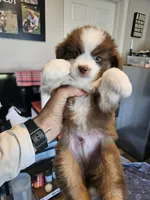 Strawberry 🍓 , a male Toy Australian Shepherd for sale in Maryville, TN – 7 of 10