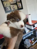 Strawberry 🍓 , a male Toy Australian Shepherd for sale in Maryville, TN – 3 of 10