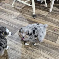 Chocolate, a female Miniature Australian Shepherd for sale in Maryville, TN – Photo 4 of 10