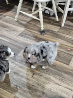 Chocolate, a female Miniature Australian Shepherd for sale in Maryville, TN – Photo 4 of 10