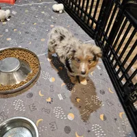 Chocolate, a female Miniature Australian Shepherd for sale in Maryville, TN – Photo 6 of 10