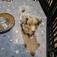 Chocolate, a female Miniature Australian Shepherd for sale in Maryville, TN – Photo 8 of 10