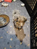 Chocolate, a female Miniature Australian Shepherd for sale in Maryville, TN – Photo 8 of 10