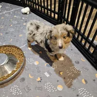 Chocolate, a female Miniature Australian Shepherd for sale in Maryville, TN – Photo 7 of 10