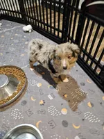 Chocolate, a female Miniature Australian Shepherd for sale in Maryville, TN – Photo 7 of 10