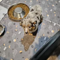 Chocolate, a female Miniature Australian Shepherd for sale in Maryville, TN – Photo 3 of 10