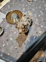 Chocolate, a female Miniature Australian Shepherd for sale in Maryville, TN – Photo 3 of 10