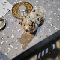 Chocolate, a female Miniature Australian Shepherd for sale in Maryville, TN – Photo 9 of 10