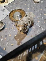 Chocolate, a female Miniature Australian Shepherd for sale in Maryville, TN – Photo 9 of 10