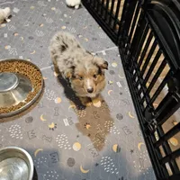 Chocolate, a female Miniature Australian Shepherd for sale in Maryville, TN – Photo 5 of 10