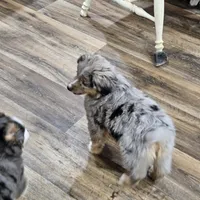 Chocolate, a female Miniature Australian Shepherd for sale in Maryville, TN – Photo 2 of 10