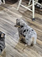 Chocolate, a female Miniature Australian Shepherd for sale in Maryville, TN – Photo 2 of 10