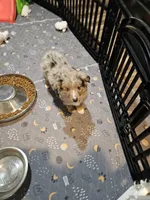 Chocolate, a female Miniature Australian Shepherd for sale in Maryville, TN – Photo 10 of 10