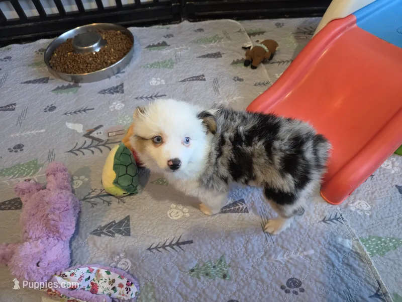 Cool Night – Toy Australian Shepherd puppy for sale in Maryville, TN