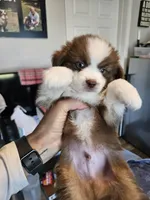 Strawberry 🍓 , a male Toy Australian Shepherd for sale in Maryville, TN – 2 of 10