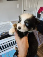 Sweat Bluie, a female Toy Australian Shepherd for sale in Maryville, TN – 6 of 10