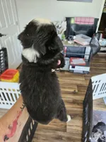 Rainie, a female Toy Australian Shepherd for sale in Maryville, TN – 7 of 10