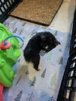 Hot Chocolate , a male Toy Australian Shepherd for sale in Maryville, TN – 5 of 10