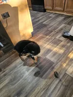 Sweetie, a male Australian Shepherd for sale in Maryville, TN – 3 of 10