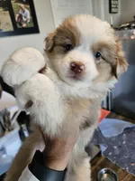 PeanutButter, a female Toy Australian Shepherd for sale in Maryville, TN – 9 of 10