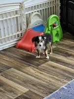 Cooper, a male Toy Australian Shepherd for sale in Maryville, TN – 2 of 10