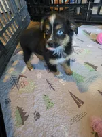 Leaves , a male Toy Australian Shepherd for sale in Maryville, TN – 8 of 10