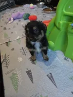 Fall, a male Toy Australian Shepherd for sale in Maryville, TN – 2 of 10