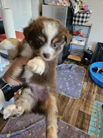 Jelly, a female Toy Australian Shepherd for sale in Maryville, TN – 10 of 10