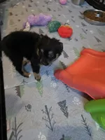 Fall, a male Toy Australian Shepherd for sale in Maryville, TN – 5 of 10