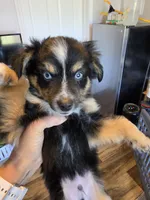 Leaves , a male Toy Australian Shepherd for sale in Maryville, TN – 9 of 10