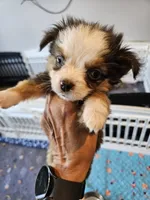 Greystone , a male Toy Australian Shepherd for sale in Maryville, TN – 5 of 10