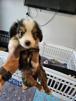 Copper, a male Toy Australian Shepherd for sale in Maryville, TN – 3 of 10
