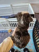 Greystone , a male Toy Australian Shepherd for sale in Maryville, TN – 10 of 10