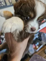 Jelly, a female Toy Australian Shepherd for sale in Maryville, TN – 4 of 10
