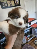 Strawberry 🍓 , a male Toy Australian Shepherd for sale in Maryville, TN – 10 of 10