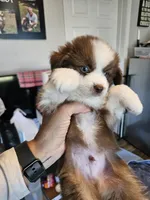Strawberry 🍓 , a male Toy Australian Shepherd for sale in Maryville, TN – 6 of 10